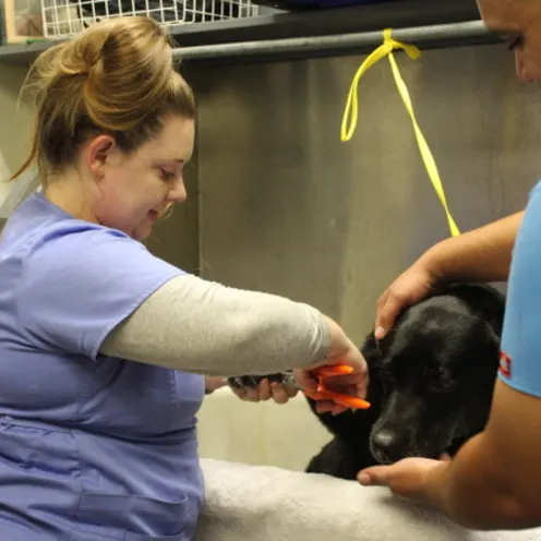 Staff trimming dog's nails
